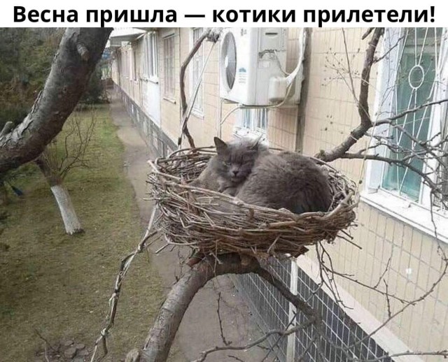 Забавные комментарии из социальных сетей (21.03.22)