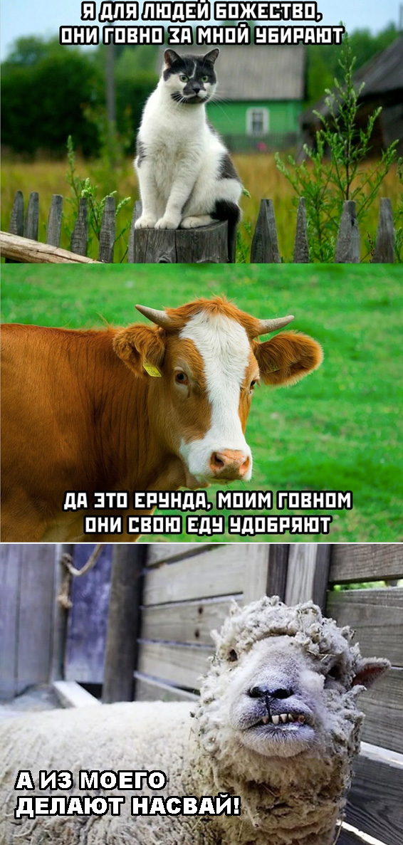 Весёлый полтишок 15.07.22