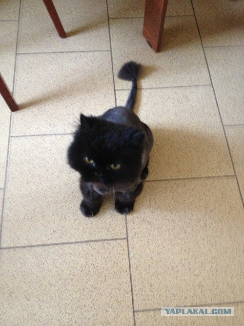 Котовторник 21.05.2013