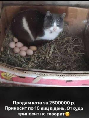 К котовторнику: подборка картинок-баянов с котиками и про котиков. Выпуск 4