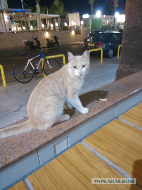 Котовторник 23.07.2013