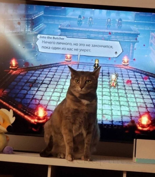 К котовторнику: подборка картинок-баянов с котиками и про котиков. Выпуск 37.