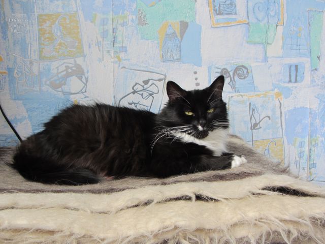 Котовторник  10.12.2013