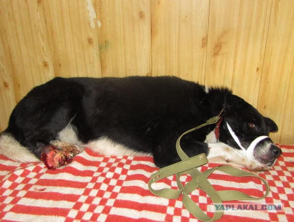 Спасенные собаки