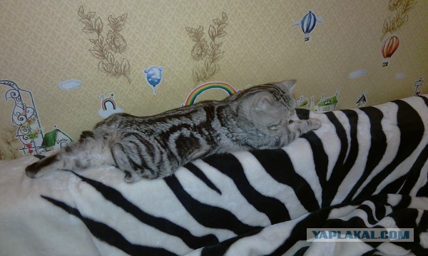 Котовторник  08.04.2014