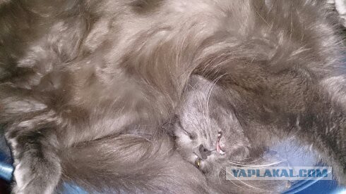 Котовторник 19.08.2014