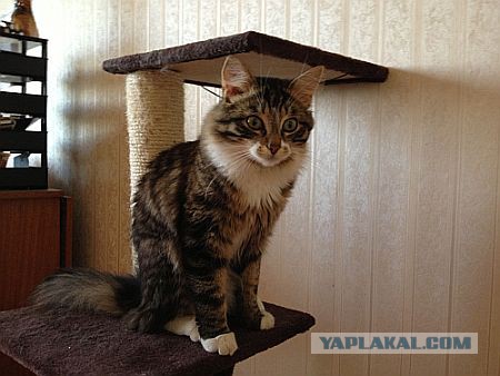 Добрость осеннего утра