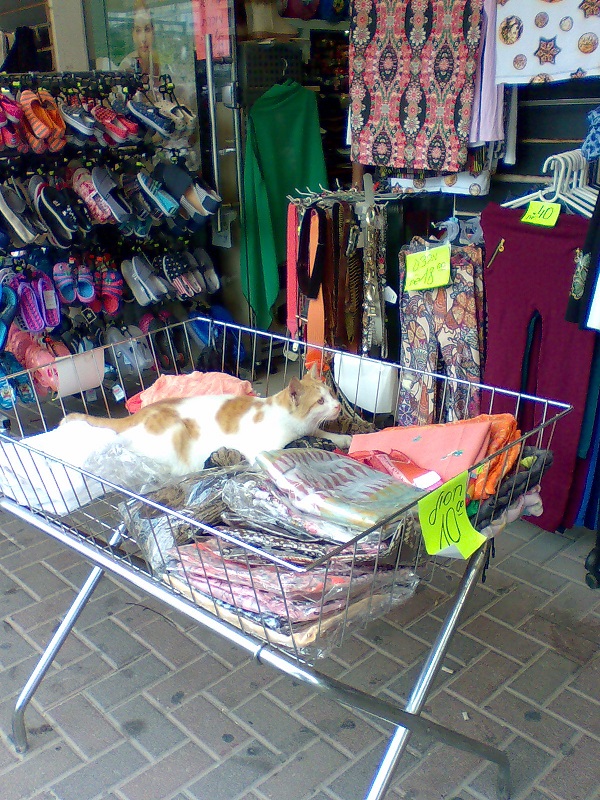 Котовторник 12.05.2015