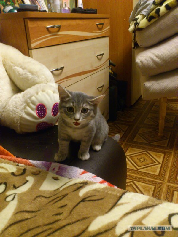 КОТЭдж