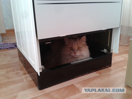 Котовторник