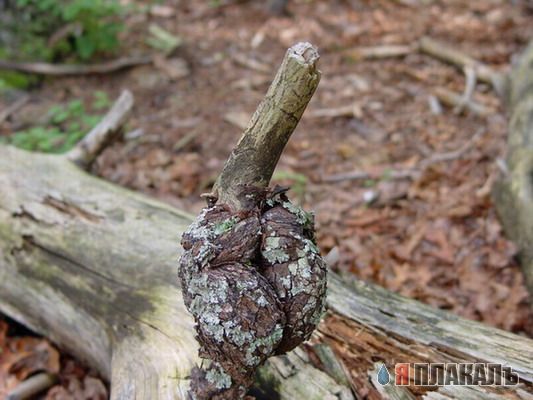 Эта сексуальная природа. РАСТЕНИЯ, ПЕЙЗАЖИ