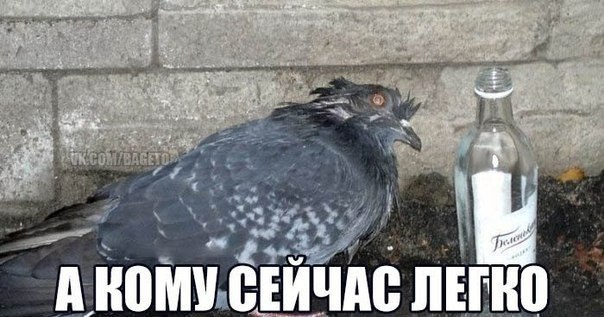 Прикольные картинки из соцсетей
