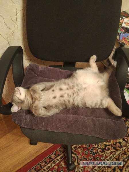 Котовторник  19.12.2017