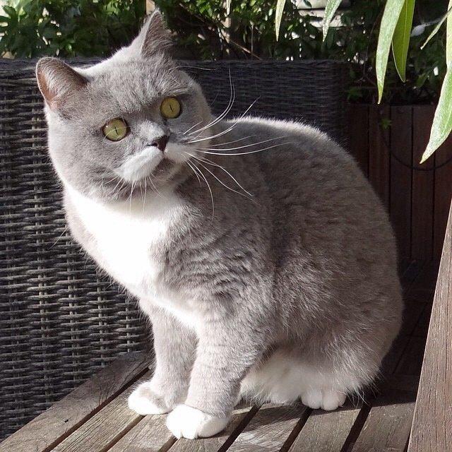 Фотобомбы котов