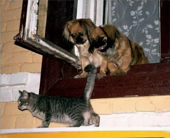 Кошки или собаки?