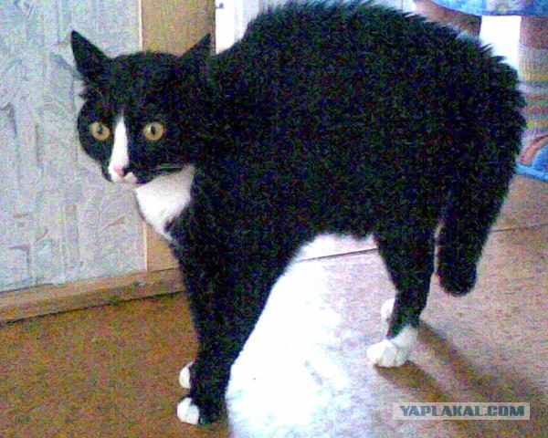 Интимный котовторник (23.08.11)