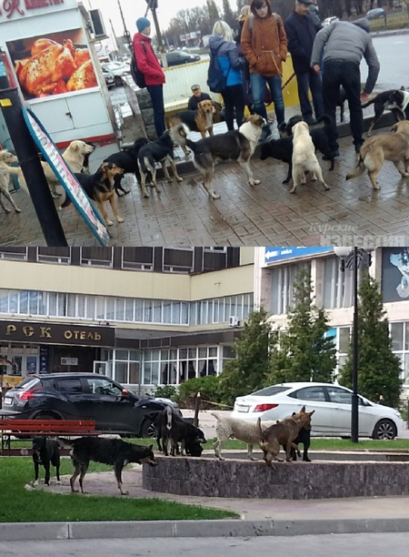 В Питере люди собрали бездомной собаке по имени Наталья Николаевна 13 000 рублей на операцию