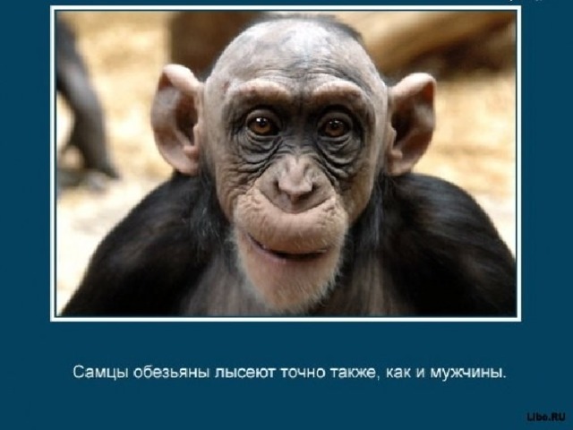 Интересные факты о животных