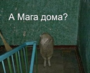 Картинки с надписями фразы и анекдоты