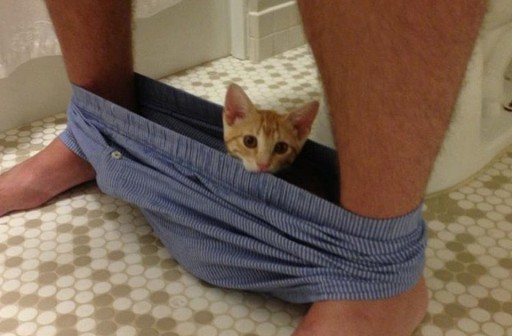 Котам начхать на вашу приватность