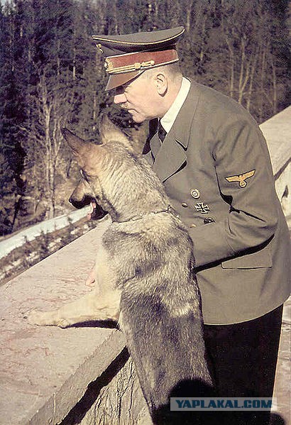 Лисоньку спасли