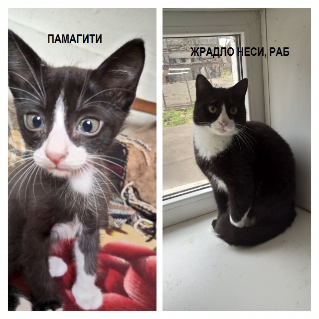 Да, лучше котиков