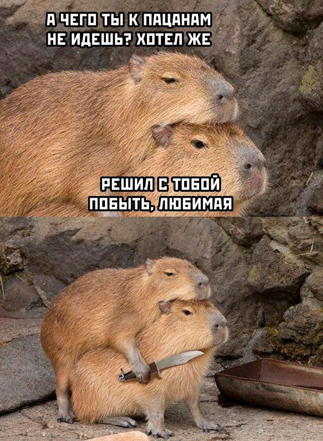 Весёлый полтишок 26.07.24