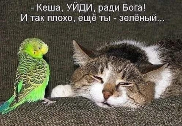 К котовторнику: подборка картинок-баянов с котиками и про котиков. Выпуск 18.