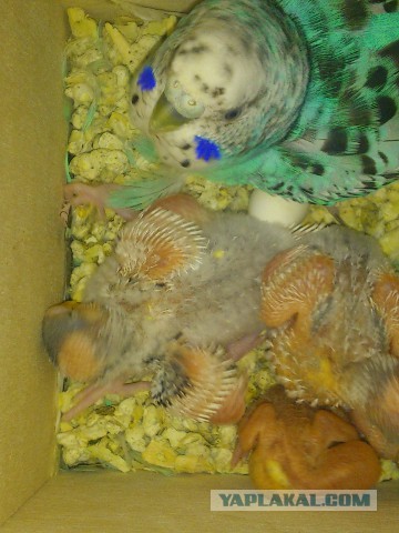 Как я попуганов размножала