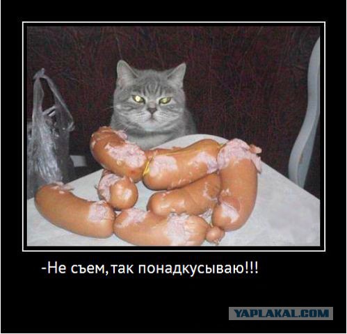 Котовторник 27.5.2014
