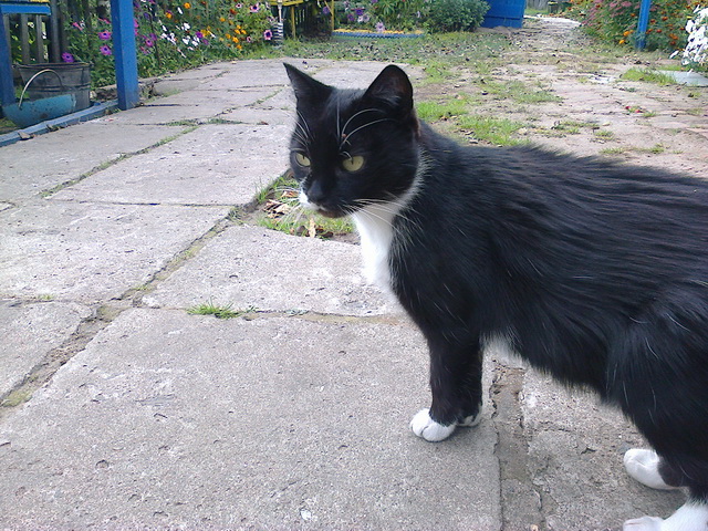 Котовторник 12.05.2015