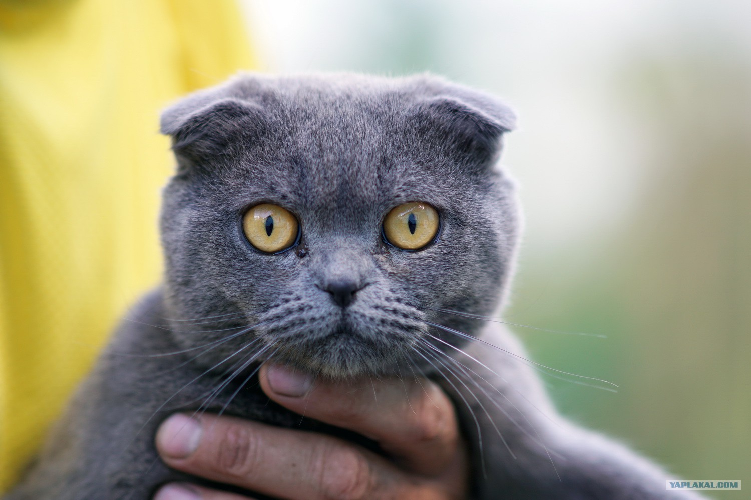 Шартрез Кошка Фото