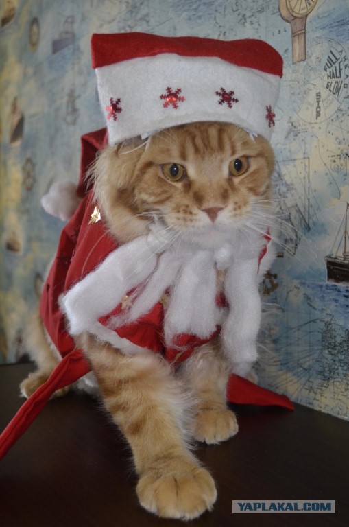 Котооо-о-о-вторник