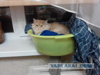 Котовторник 23.02.2016