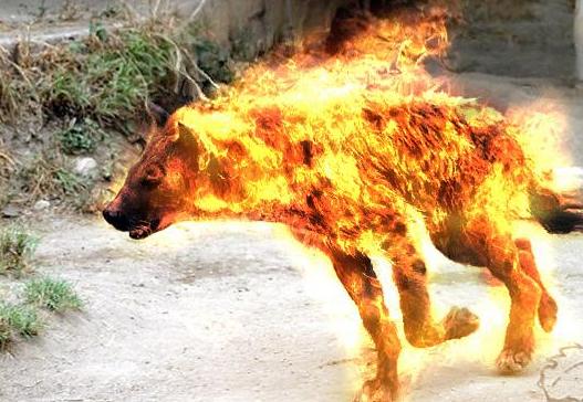 Грамотеи из интернетов умеют сочинять новые слова, даже не задумываясь