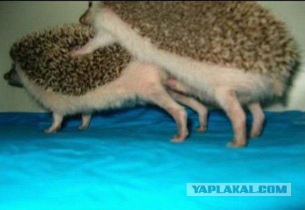 Юмор не для всех