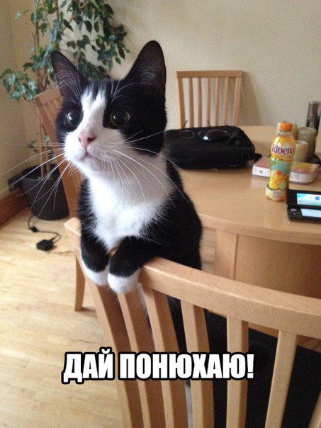 Прикольные животные