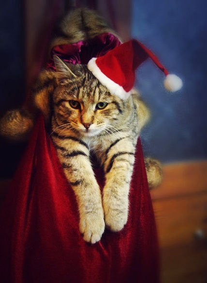 Коты из сети