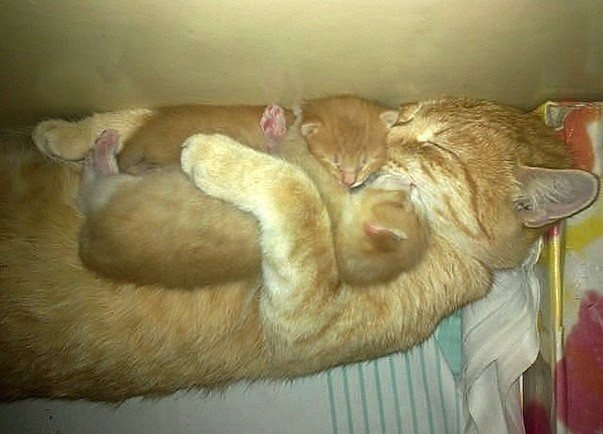 Коты из сети