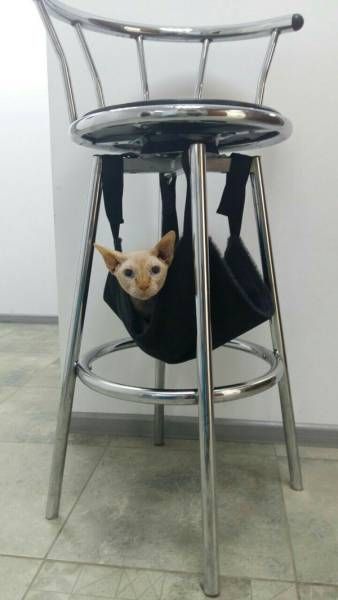 Коты и Кошки