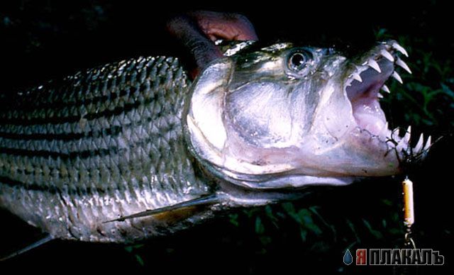 Не плавайте в Реке Конго!