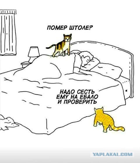 Аморальный и чёрный юмор к началу недели