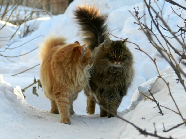 Британские СМИ в восторге от сибирских котиков