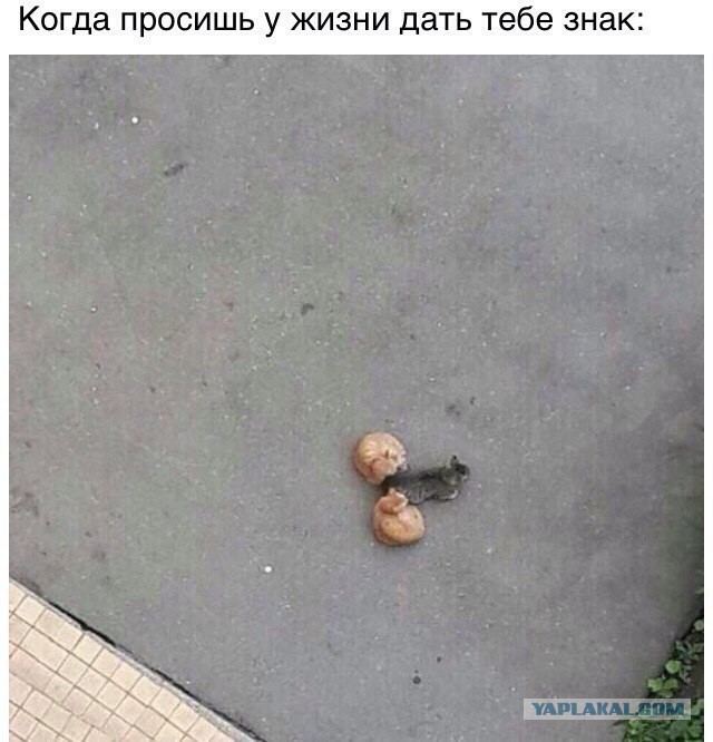 Не очень адекватный юмор