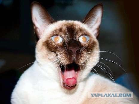 Ура, котовторник! (01.07.2008)