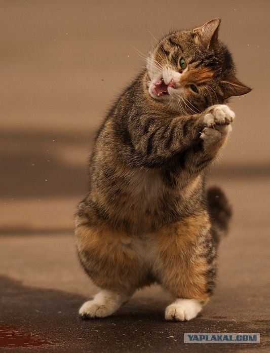 Котовторник объявляется открытым!
