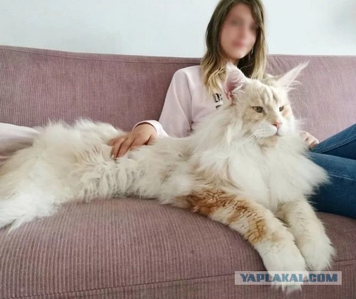 Лучший доктор - пума