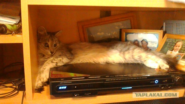 Кошки отдыхают