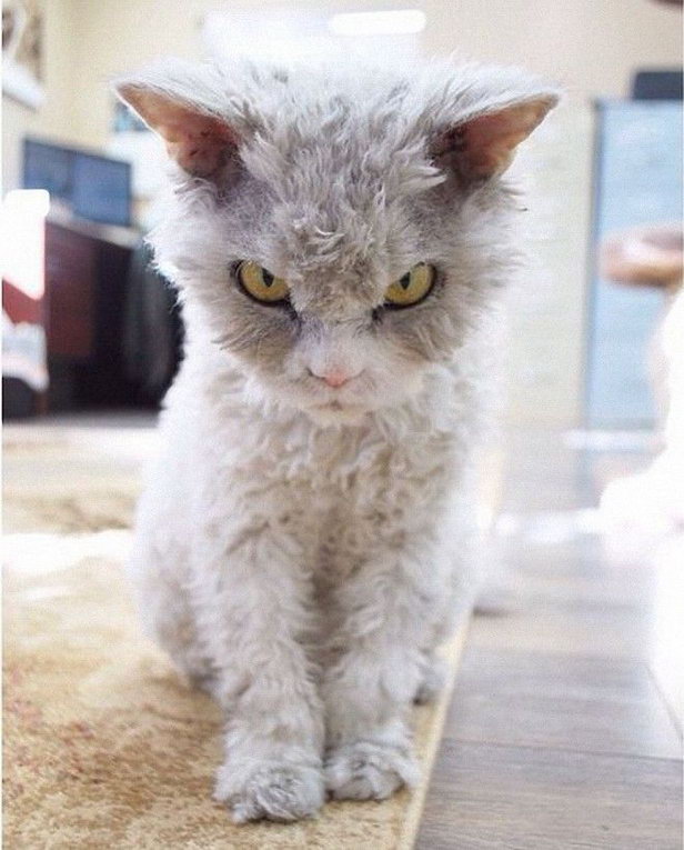 Злые котики - к последнему летнему котовторнику