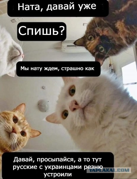 “Иллюзий строить не нужно”: эксперт Савельев заявил, что после украинцев в бой против России пойдут поляки и прибалты